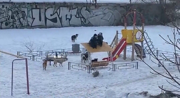 В Самарской области два мальчика спаслись от стаи бродячих собак Они забрались на маленький домик, который находился на детской площадке, и начали ждать пока прибудет