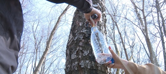Заготовка березового сока. Березовый сок картина. Трубка для сбора березового сока. Сбор березового сока. Сбор березового сока.