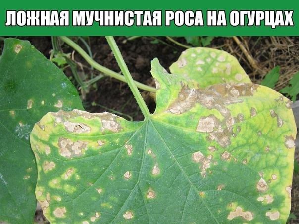 Ложная мучнистая роса на огурцах Когда на листьях огурцов появляются такие жёлтые пятна, как на этом фото- это верный признак ложной мучнистой росы огурцов или пероноспороза. Встречается эта