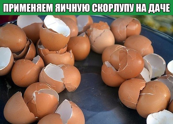 ЯИЧНАЯ СКОРЛУПУ ДЛЯ ДАЧИ 1. В яичной скорлупе содержится много извести, которая необходима растениям для полноценного роста и развития. Кроме того, известь сама по себе снижает кислотность