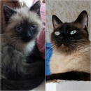 Безкота_добро