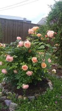 Светлана Семенова