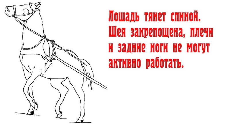 ЗАЕЗДКА И ТРЕНИРОВКА МОЛОДОЙ ЛОШАДИ 8N_86mAH29s