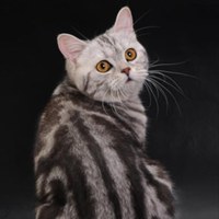 Фотография профиля Ярославы Пригородской ВКонтакте